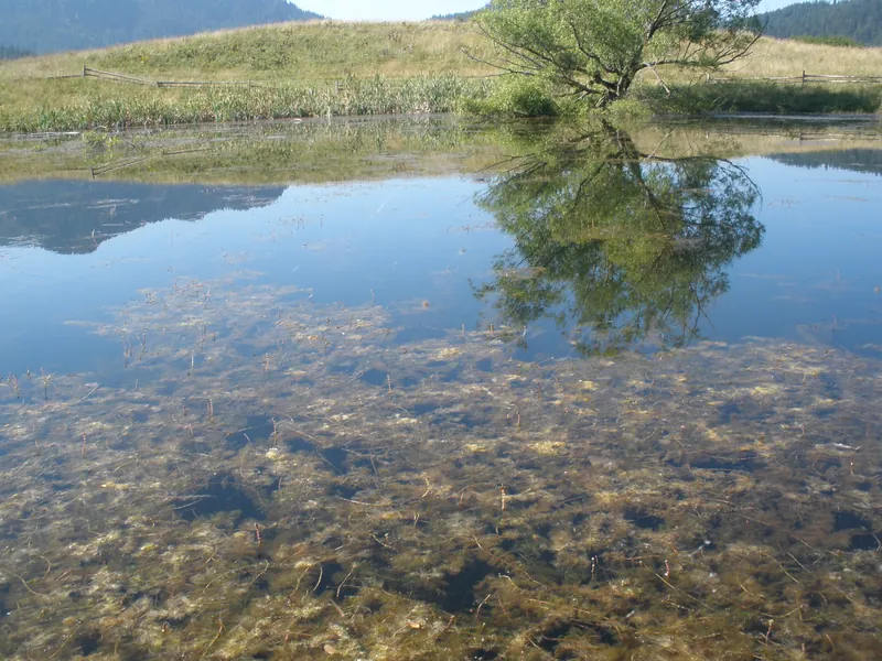 Дърво и тръстики, отразени в спокойната вода на Чаирските езера в Родопите.